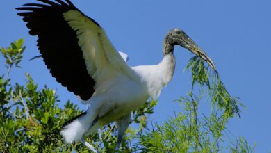 system notifications